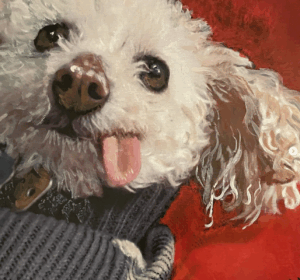 Portrait of a Bichon Frise with a lolling tongue by artist Maryanne Chisholm